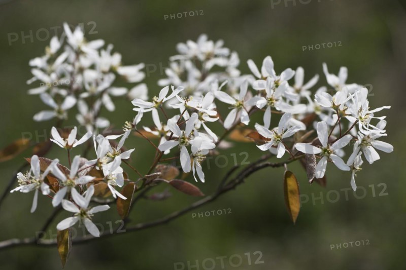 Rocky pear