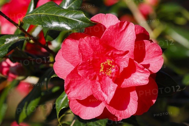 Ornamental camellia