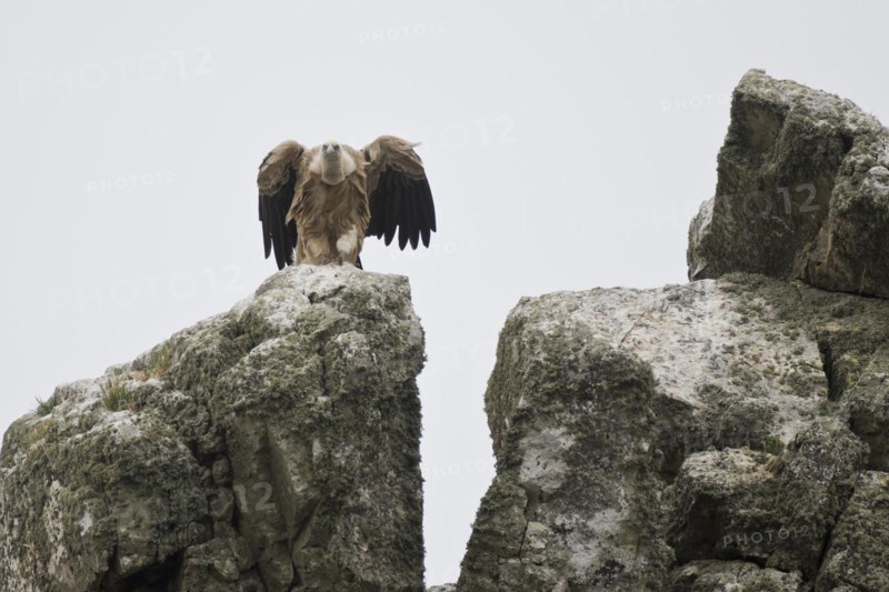 Griffon Vulture