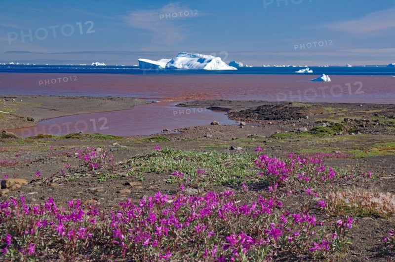 Icebergs in a wide bay