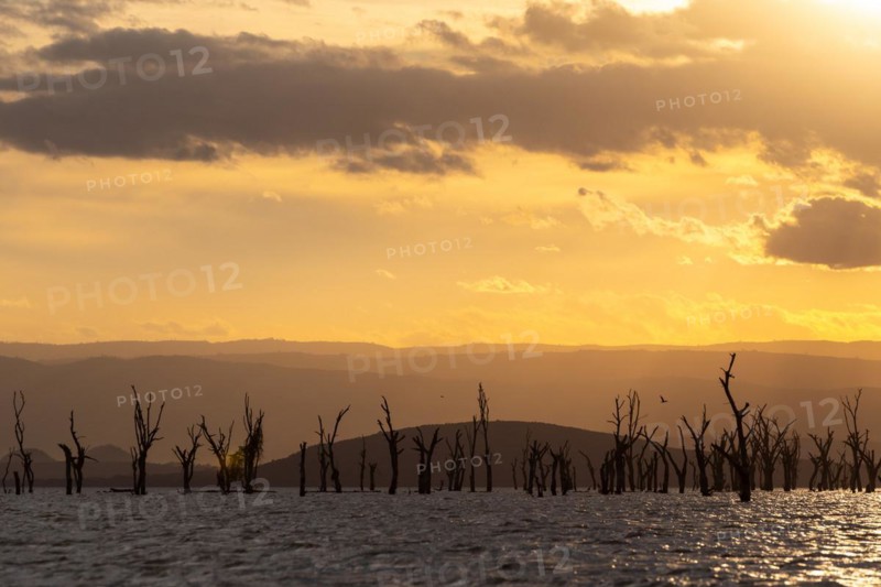 Dead trees in a lake