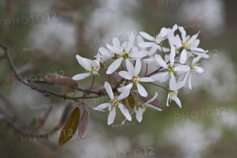 Rocky pear