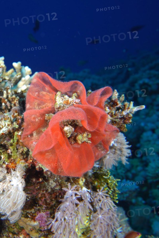 Spawn of Spanish dancer