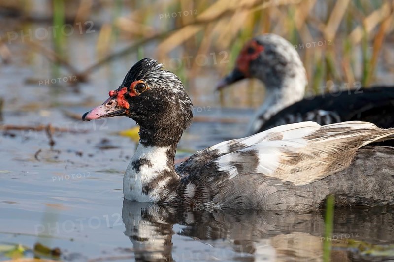 Warty Duck