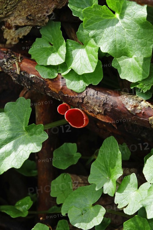 Scarlet elf cup