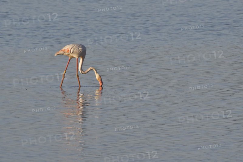 Greater flamingo