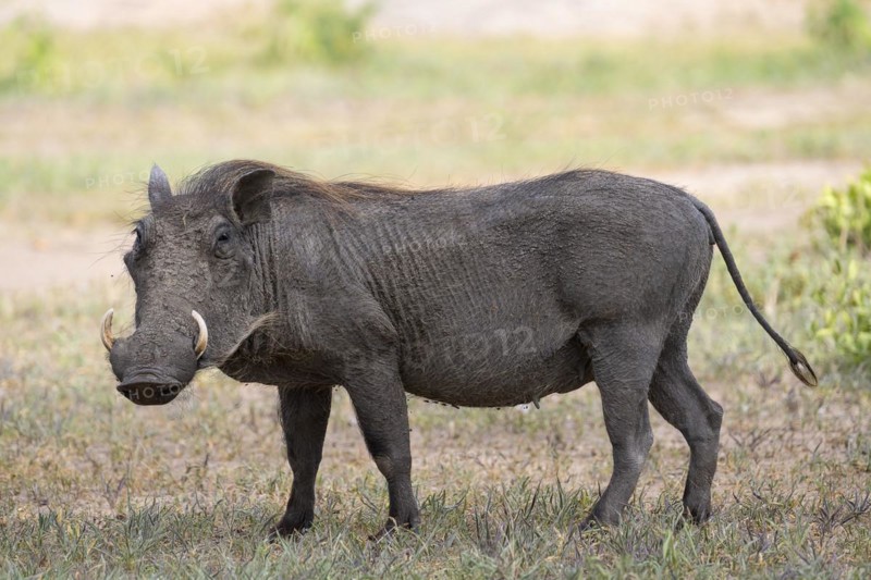 Common warthog