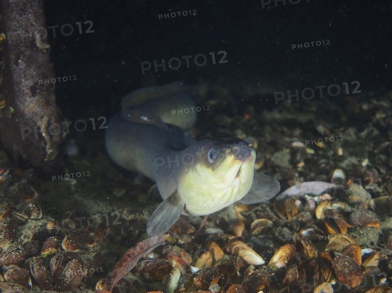 Portrait of European eel