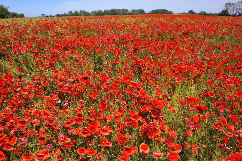 Blooming poppy flower