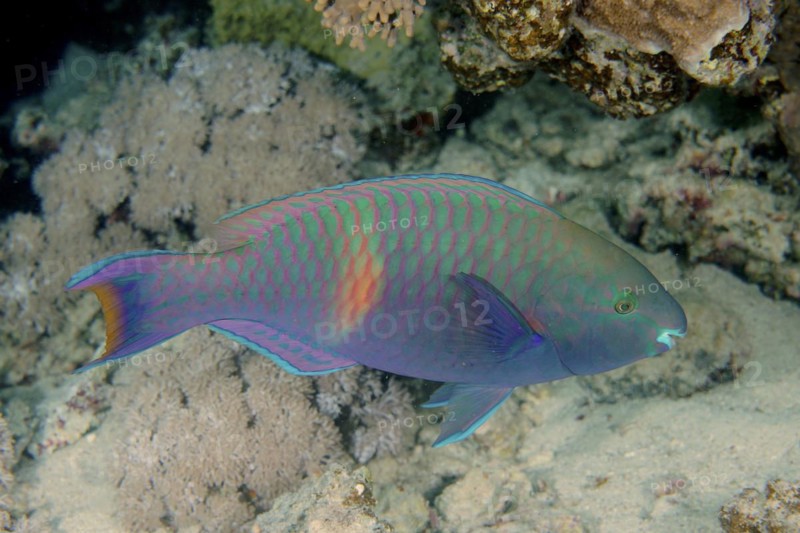Side Spot Parrotfish