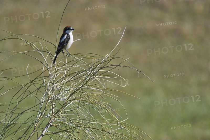 Woodchat Shrike