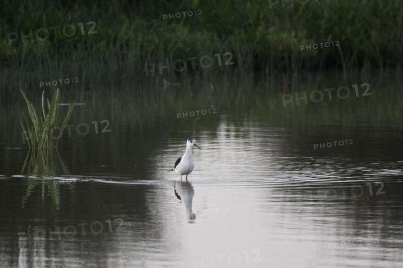 Black-winged Black-winged Stilt