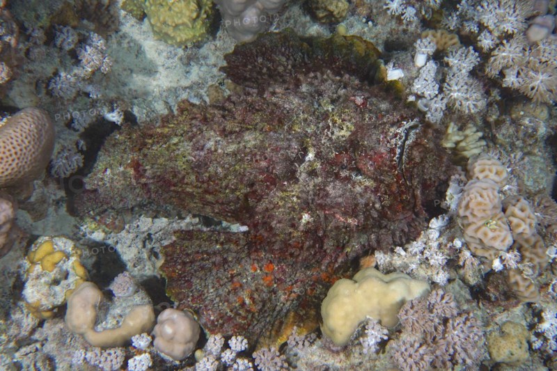 Reef stonefish
