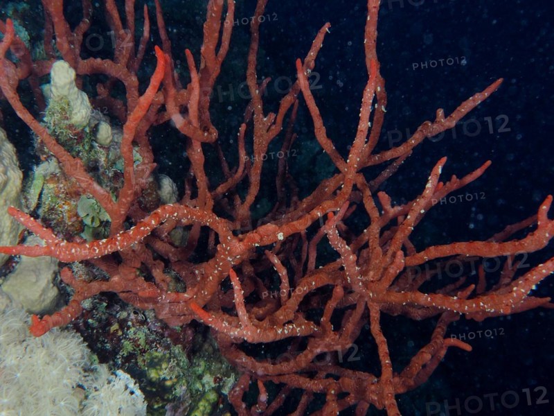 Toxic finger-sponge
