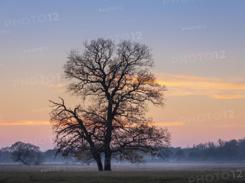 Solitary oaks in the Elbe meadows at dusk with ground fog in autumn