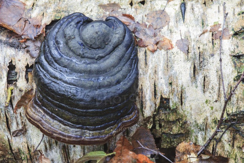 Tinder fungus