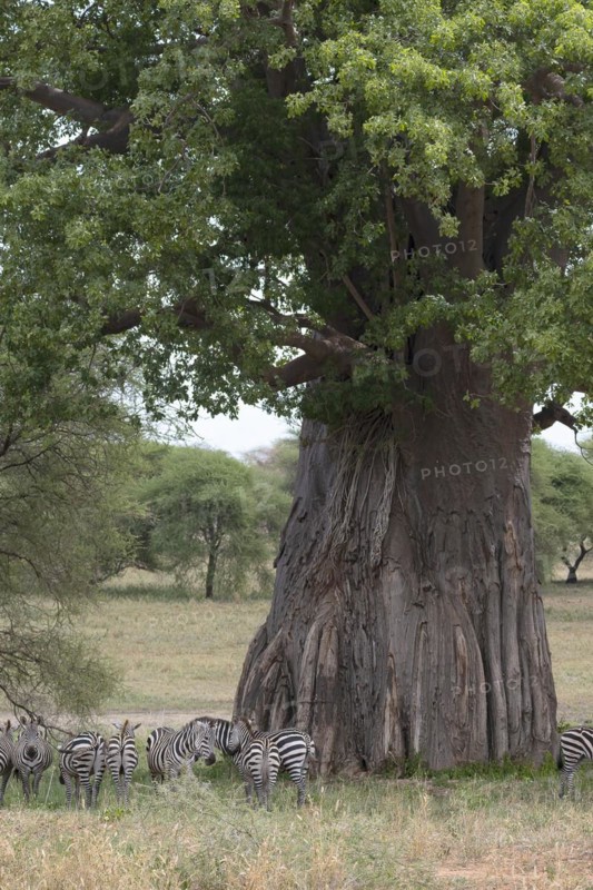 Plains zebra