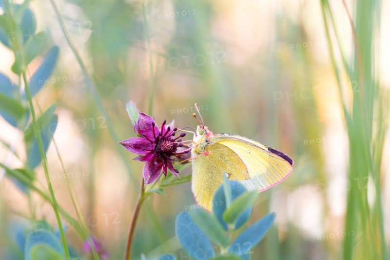 Palaeno sulphur