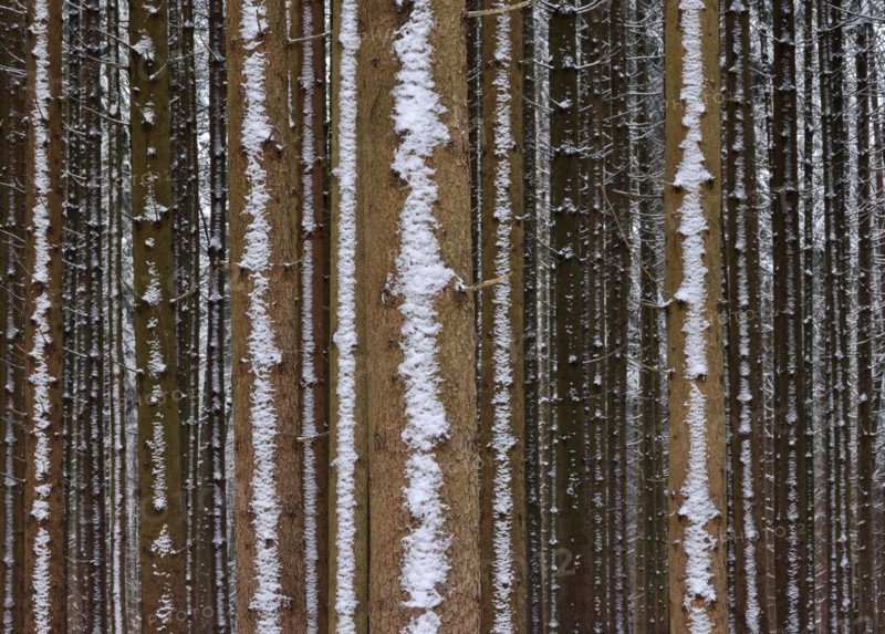 Trunks of a spruce monoculture in winter form a graphic pattern