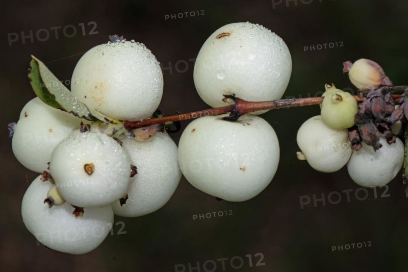 Common snowberry branch with some white fruits