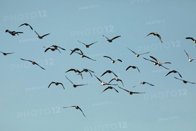 Greylag Goose several birds with open wings flying from the front in front of blue sky