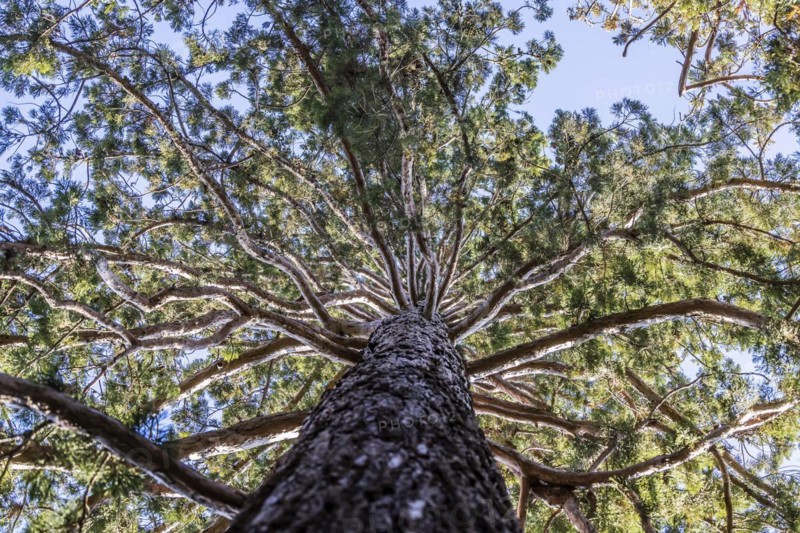 Sequoia