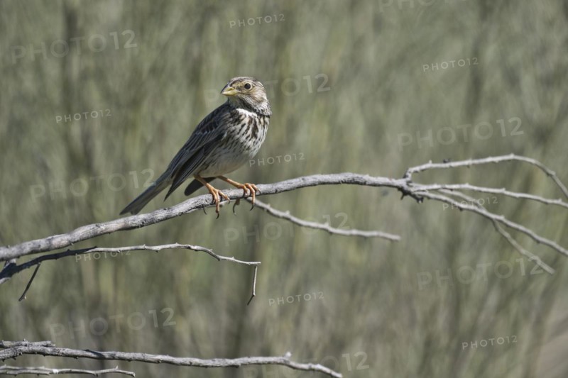 Corn Bunting