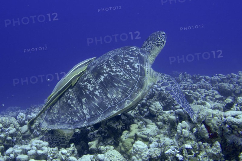 Green turtle