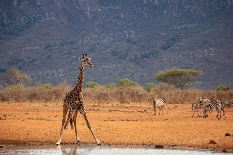 Single giraffe