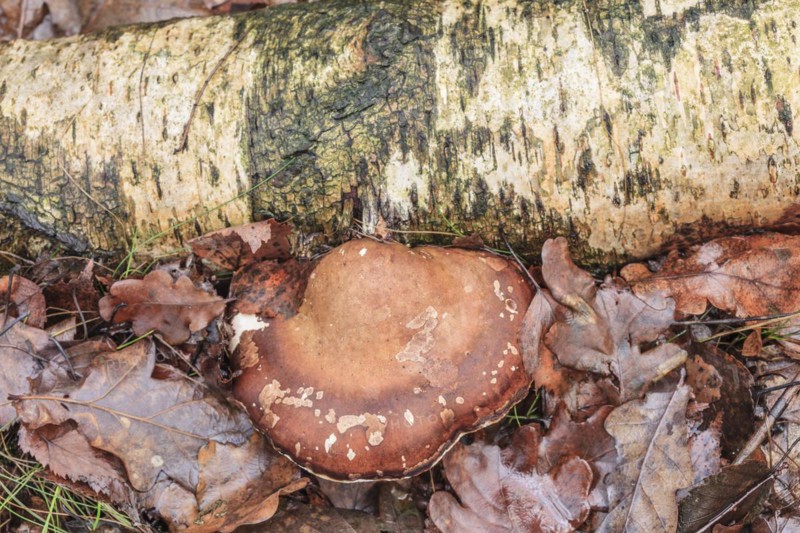 Birch tongue porling