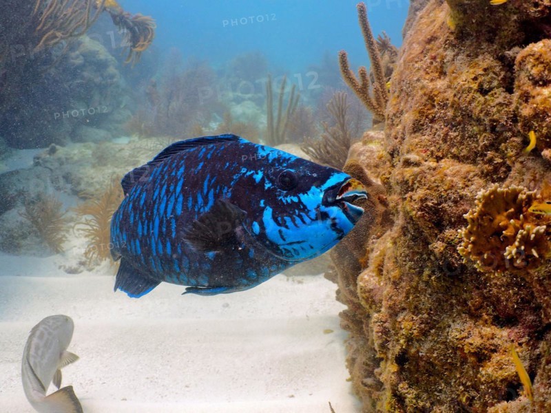 Midnight parrotfish