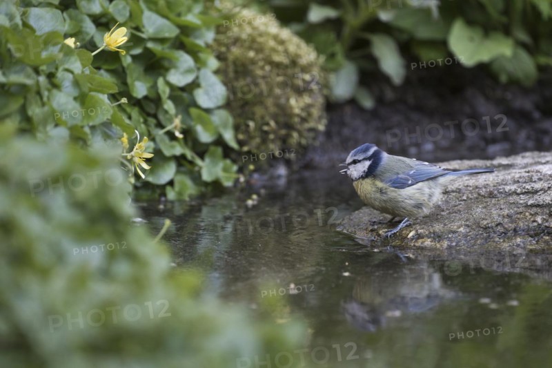Blue tit