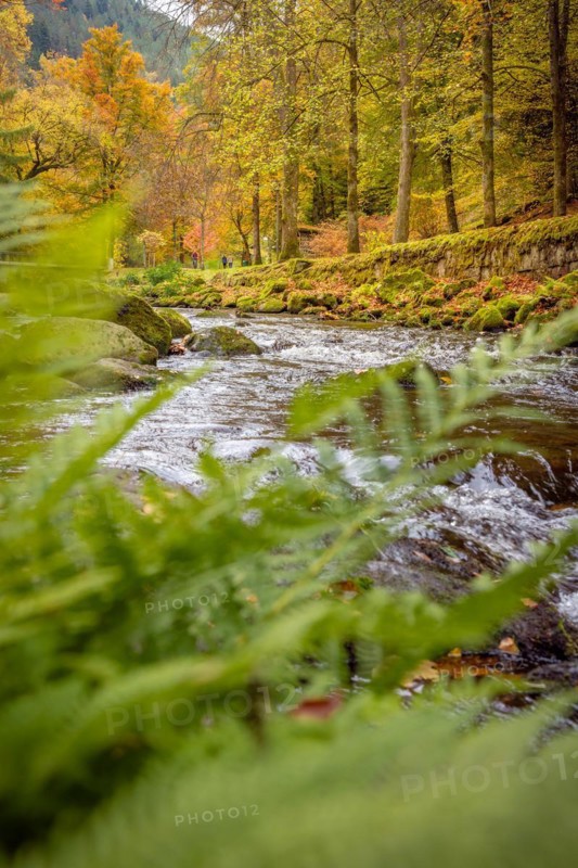 Course of the river Enz through fern in autumn