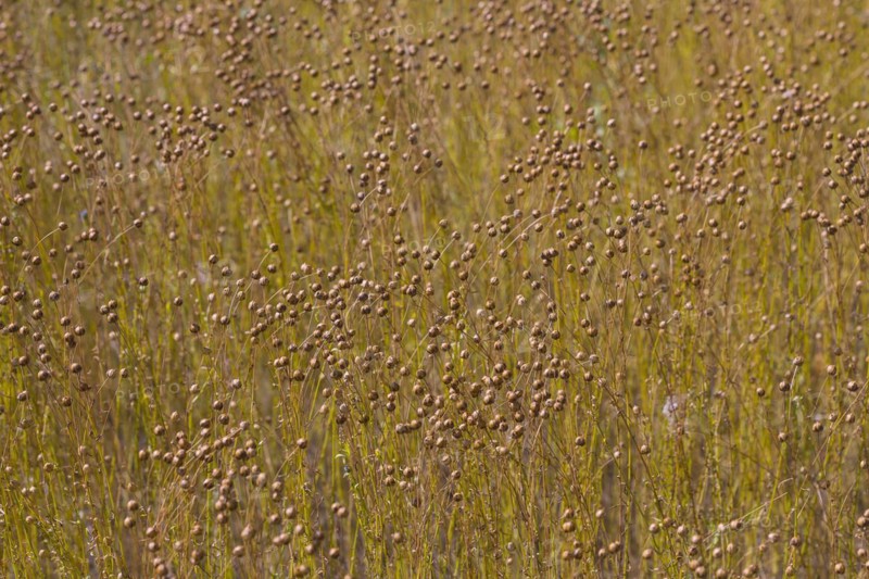 Agriculture field with linseed