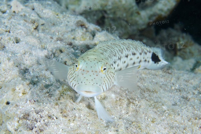 Portrait of tailspot sandbar