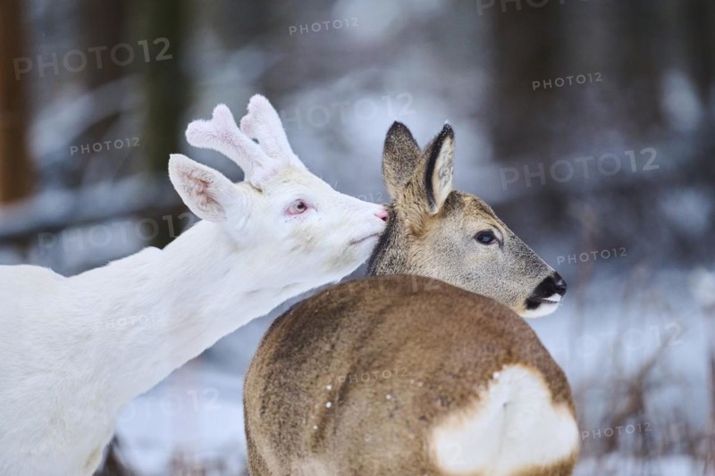 Roe deer