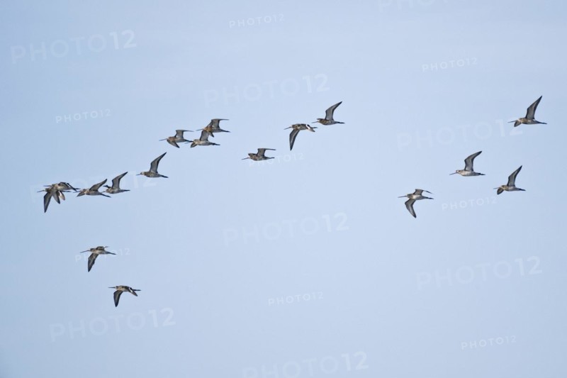 Bar-tailed Godwits