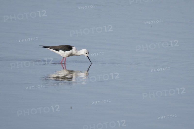 Black-winged Black-winged Stilt