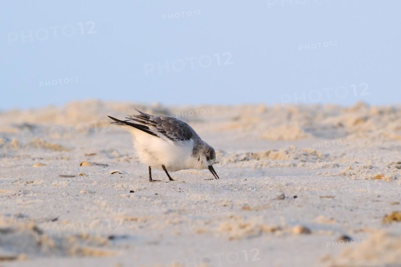 Sanderling