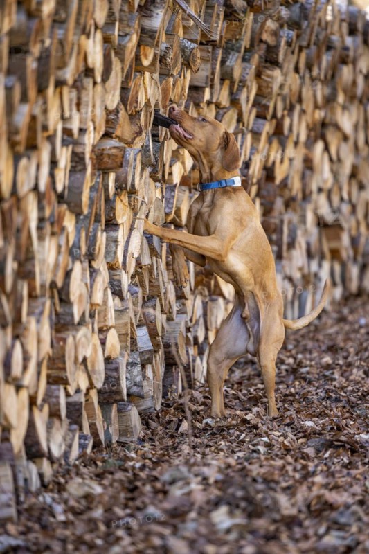 Roevidszoru Magyar Vizsla