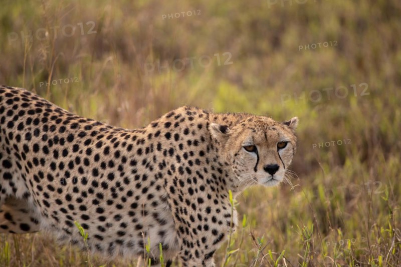 A cheetah