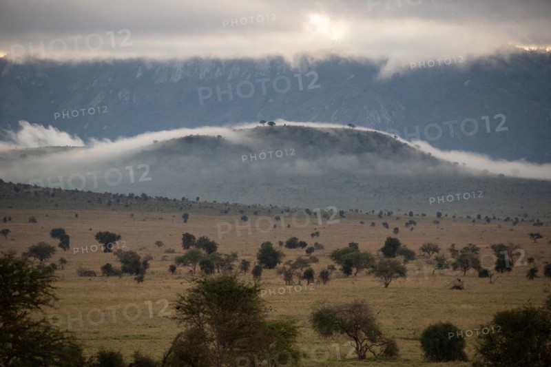 View on safari