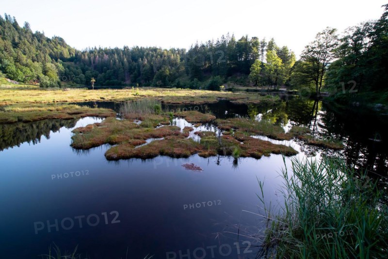 Nonnenmattweiher
