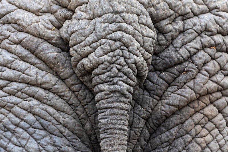 African elephant