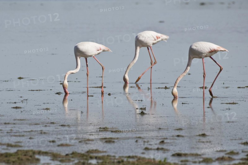 Greater flamingos