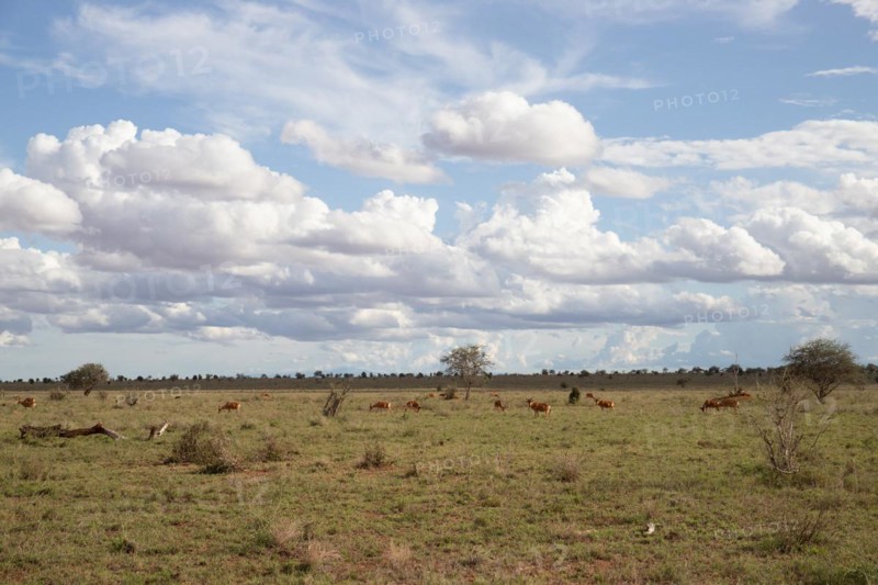 View on a safari
