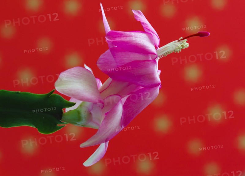Flower of a Christmas cactus family