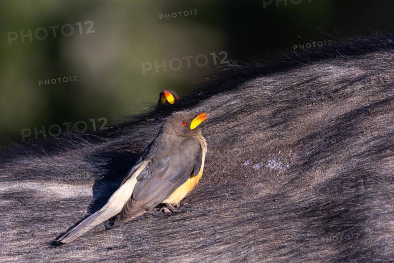 Oxpecker