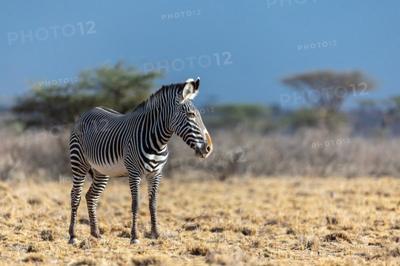 Grevy's zebra