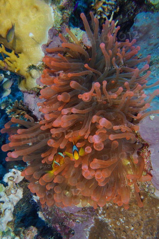 Fluorescent bubble-tip anemone